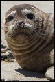 _2SB5350 harbor seal